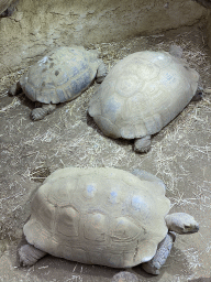 Tortoises at the Reptile House at the Antwerp Zoo