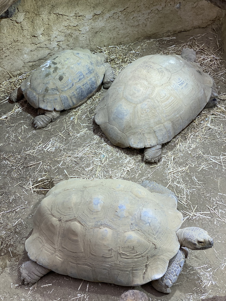 Tortoises at the Reptile House at the Antwerp Zoo