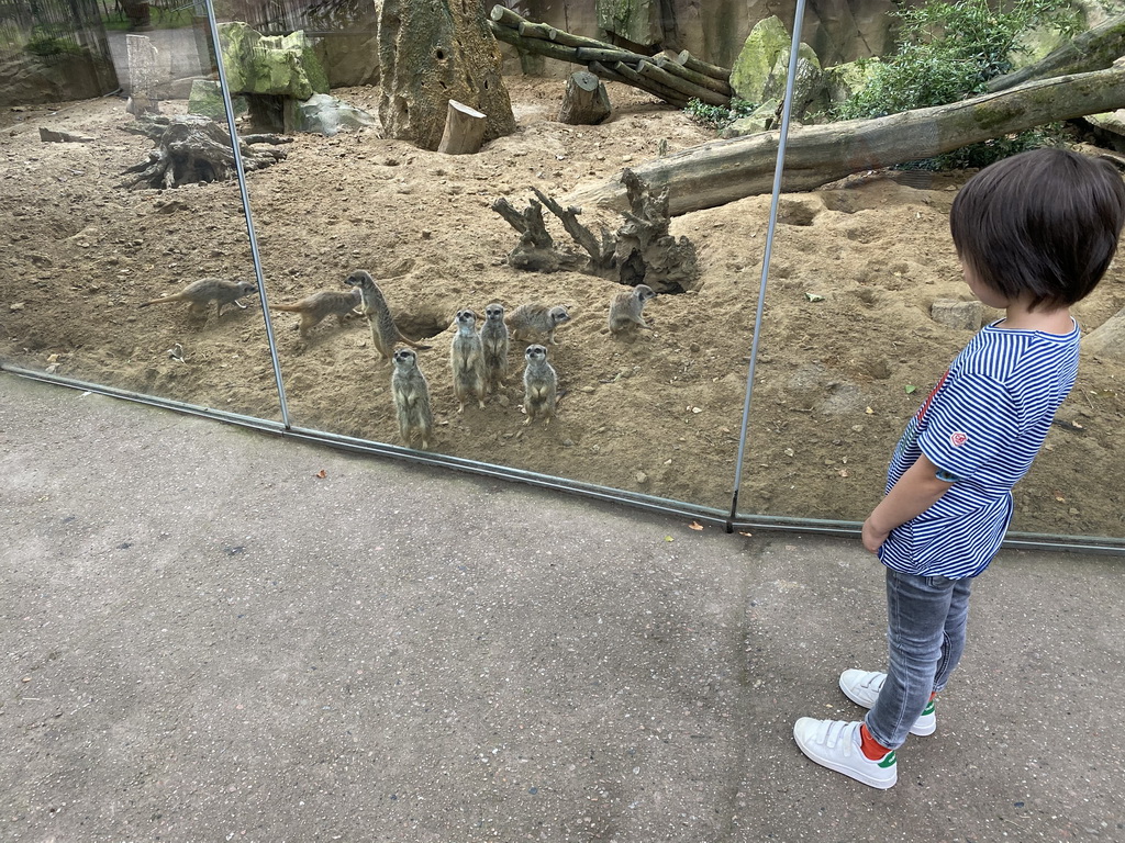 Max and Meerkats at the Antwerp Zoo