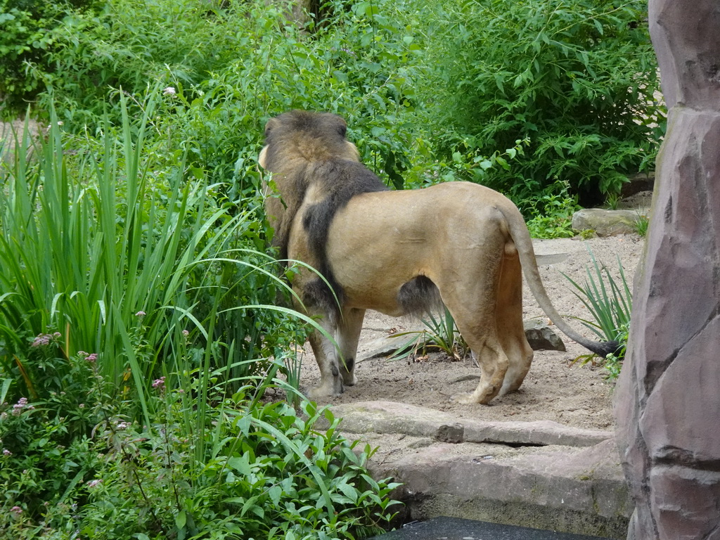 African Lion at the Antwerp Zoo