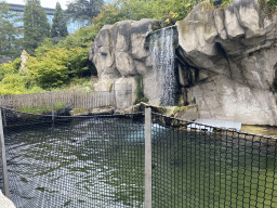 Sea Lions and waterfall at the Antwerp Zoo