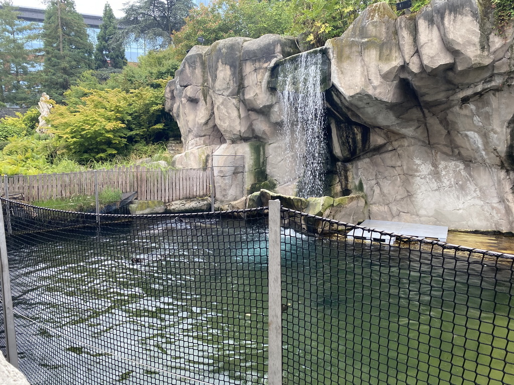 Sea Lions and waterfall at the Antwerp Zoo