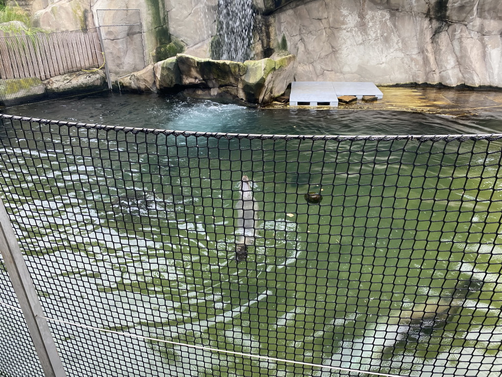 Sea Lions at the Antwerp Zoo