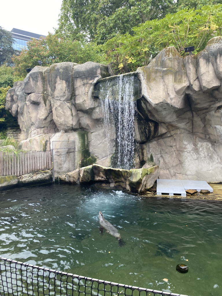 Sea Lions and waterfall at the Antwerp Zoo