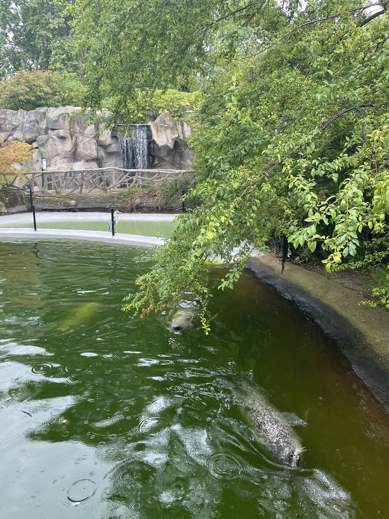 Seals at the Antwerp Zoo