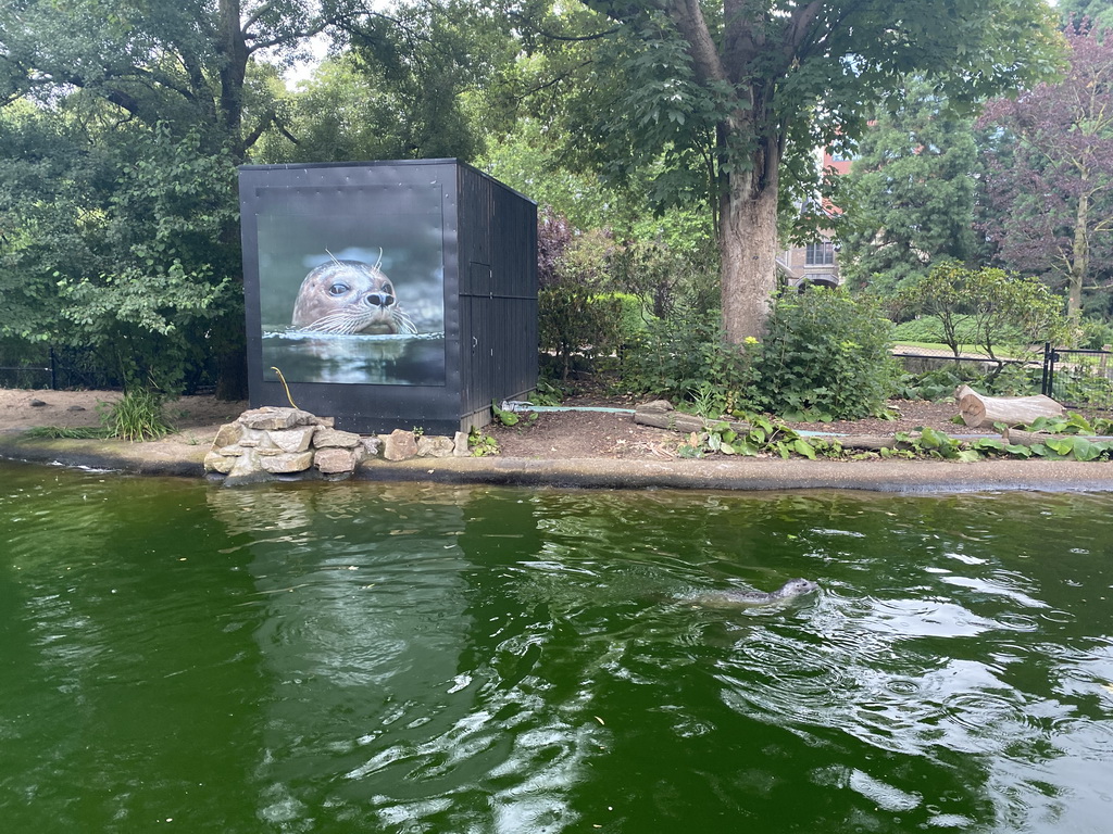 Seal at the Antwerp Zoo