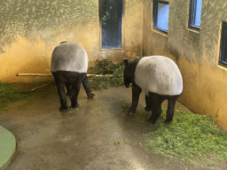 Tapirs at the Antwerp Zoo