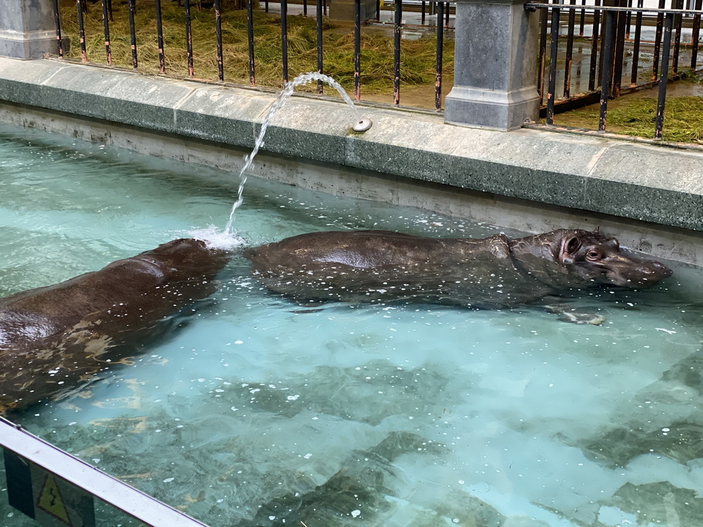 Hippopotamuses at the Hippotopia building at the Antwerp Zoo