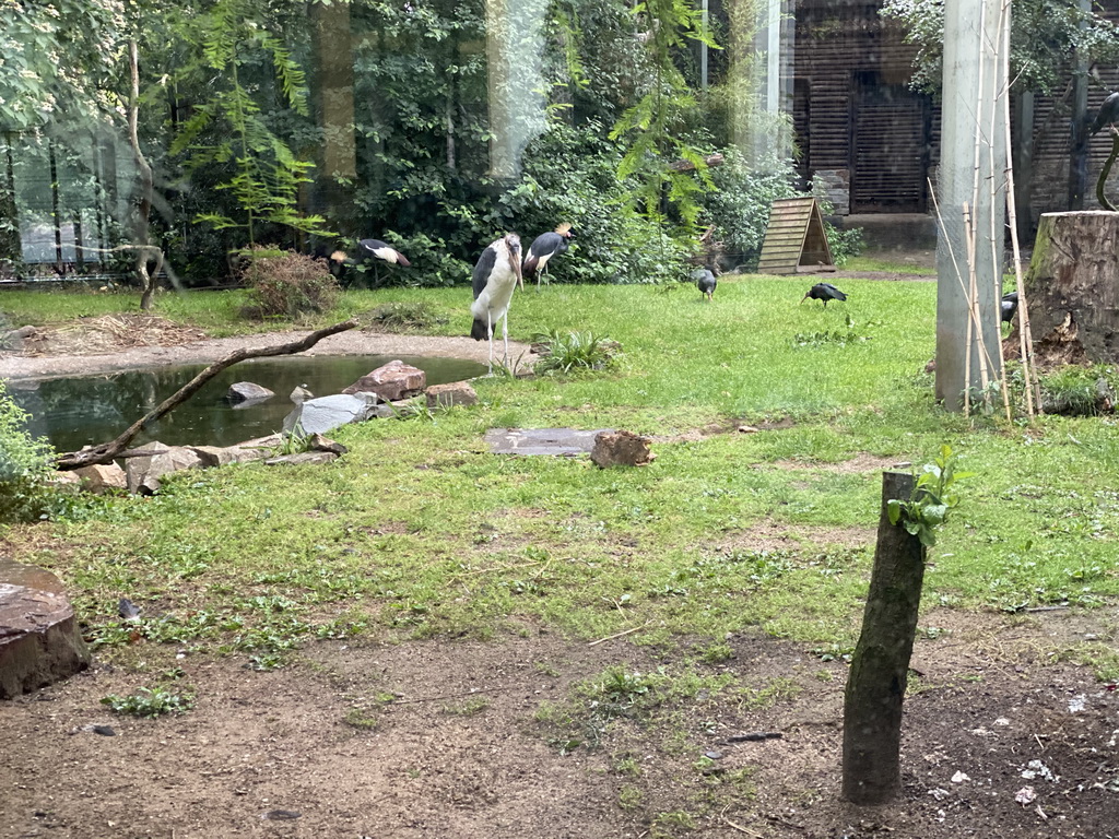 Marabou Stork, Black Crowned Cranes and Black Ibises at the Antwerp Zoo, viewed from the Hippotopi building