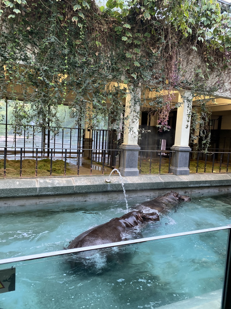 Hippopotamuses at the Hippotopi building at the Antwerp Zoo