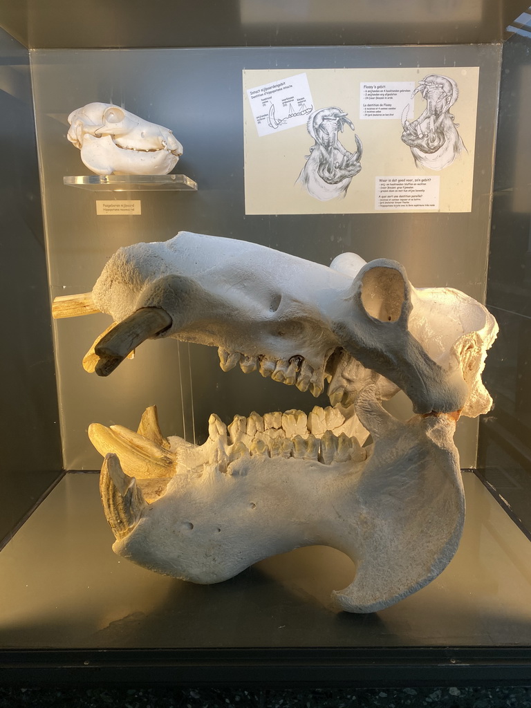 Hippopotamus skulls at the Hippotopi building at the Antwerp Zoo, with explanation