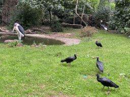 Marabou Stork, Black Crowned Crane and Black Ibises at the Antwerp Zoo, viewed from the Hippotopi building