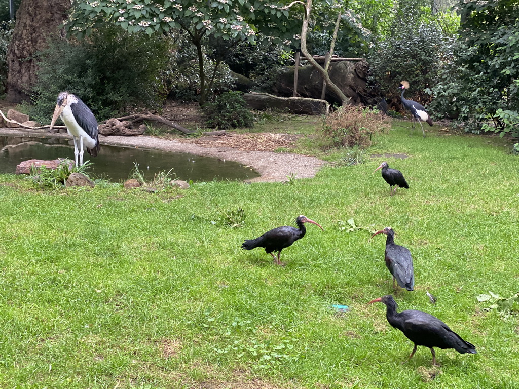 Marabou Stork, Black Crowned Crane and Black Ibises at the Antwerp Zoo, viewed from the Hippotopi building