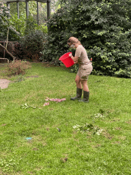 Zookeeper feeding the Marabou Storks at the Antwerp Zoo