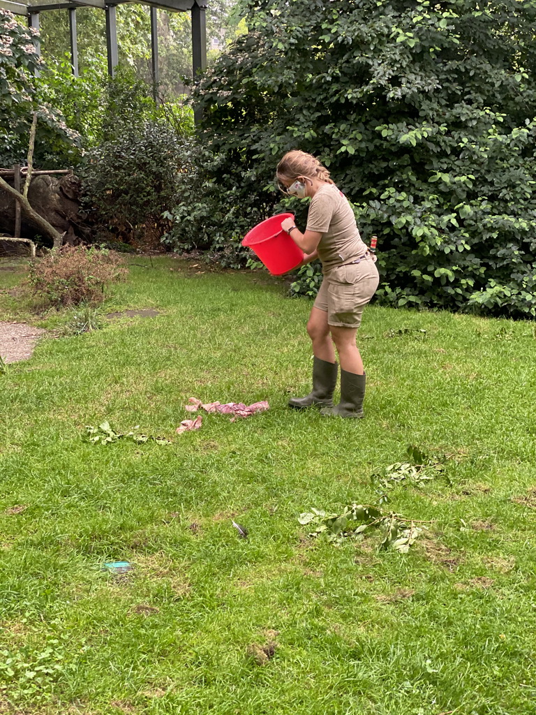 Zookeeper feeding the Marabou Storks at the Antwerp Zoo