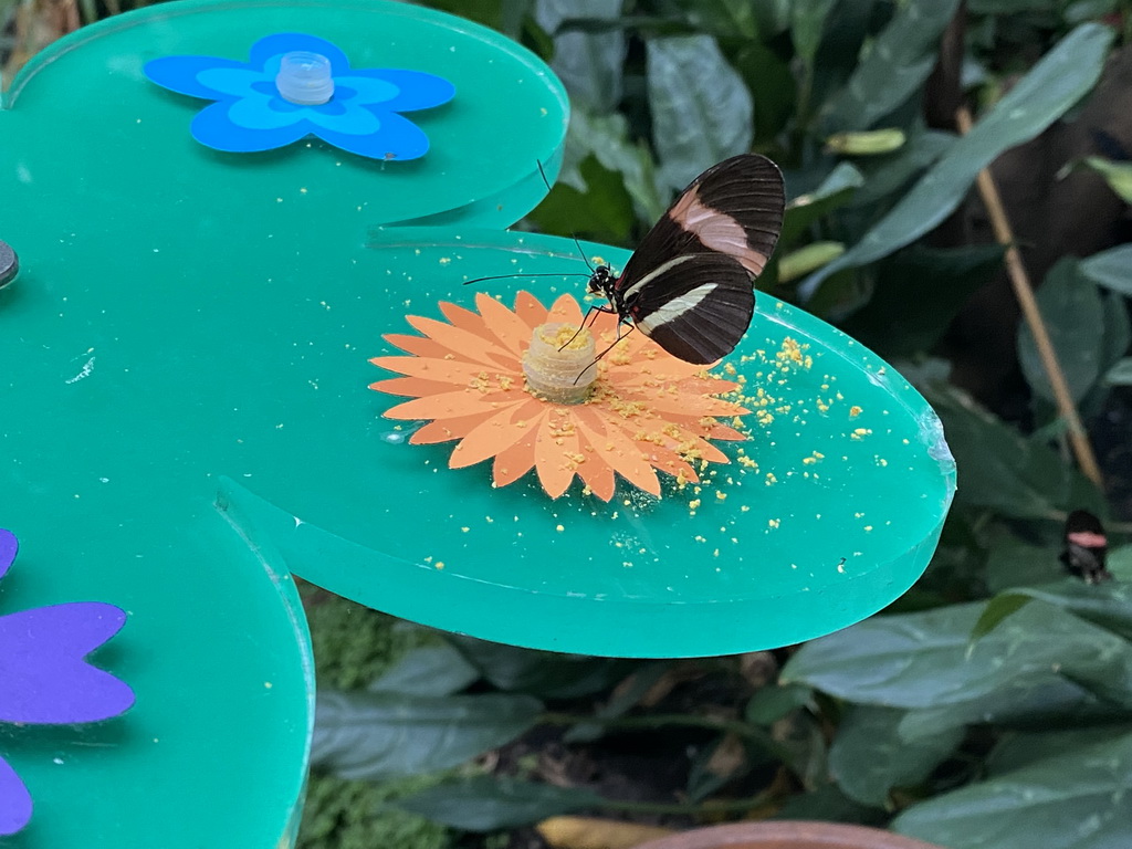 Butterfly at the Butterfly Garden at the Antwerp Zoo