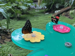 Butterflies at the Butterfly Garden at the Antwerp Zoo