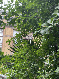 Butterfly at the Butterfly Garden at the Antwerp Zoo