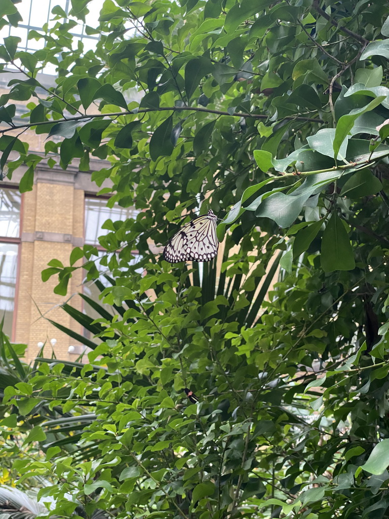 Butterfly at the Butterfly Garden at the Antwerp Zoo