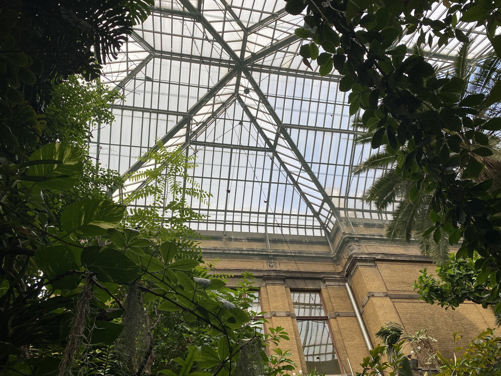 Butterflies at the ceiling of the Butterfly Garden at the Antwerp Zoo