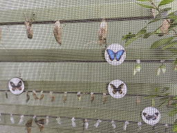 Pupae of butterflies at the Butterfly Garden at the Antwerp Zoo