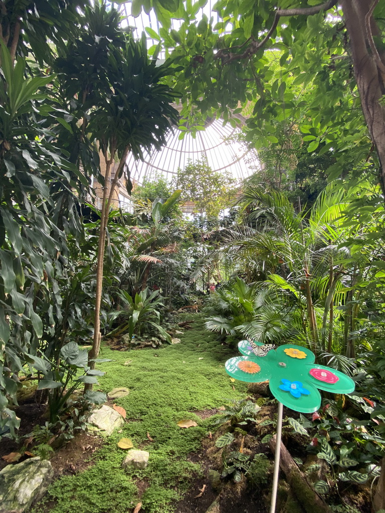 Butterfly and interior of the Butterfly Garden at the Antwerp Zoo