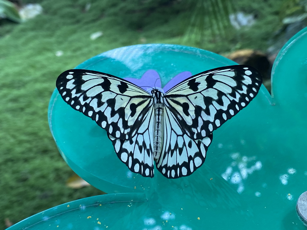 Butterfly at the Butterfly Garden at the Antwerp Zoo