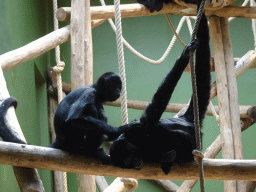 Brown-headed Spider Monkeys at the Monkey Building at the Antwerp Zoo