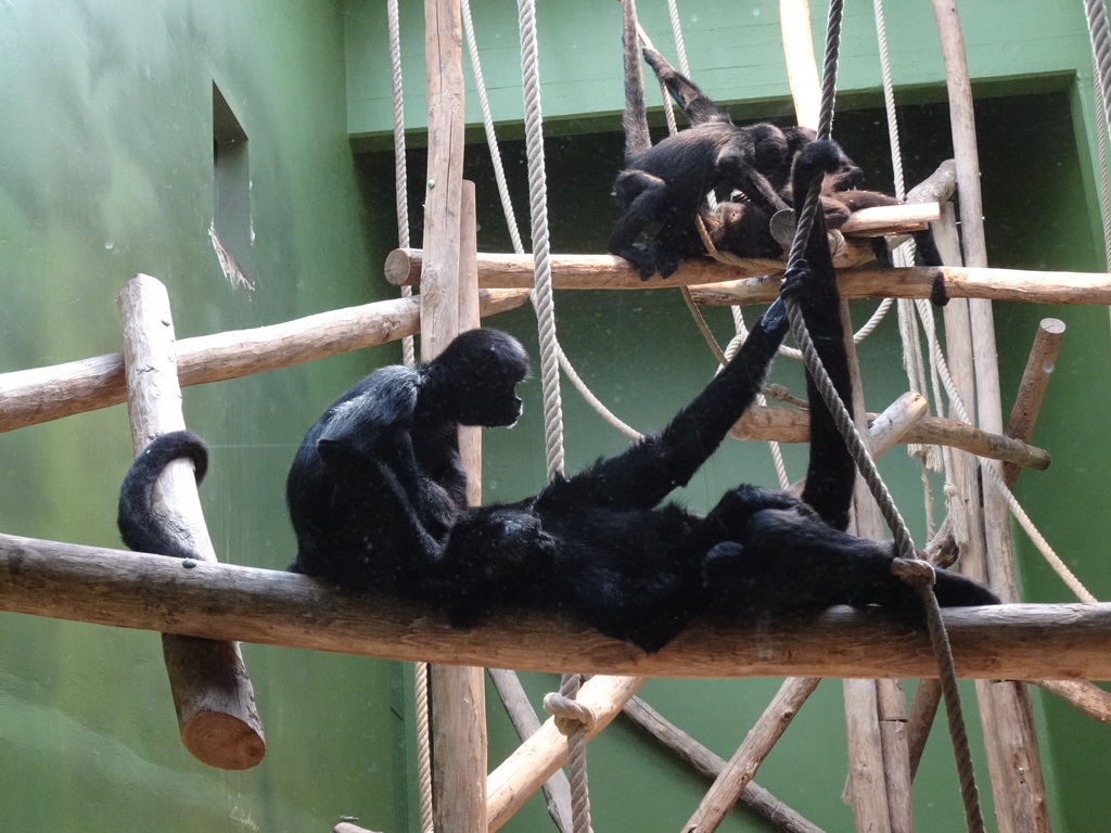 Brown-headed Spider Monkeys at the Monkey Building at the Antwerp Zoo