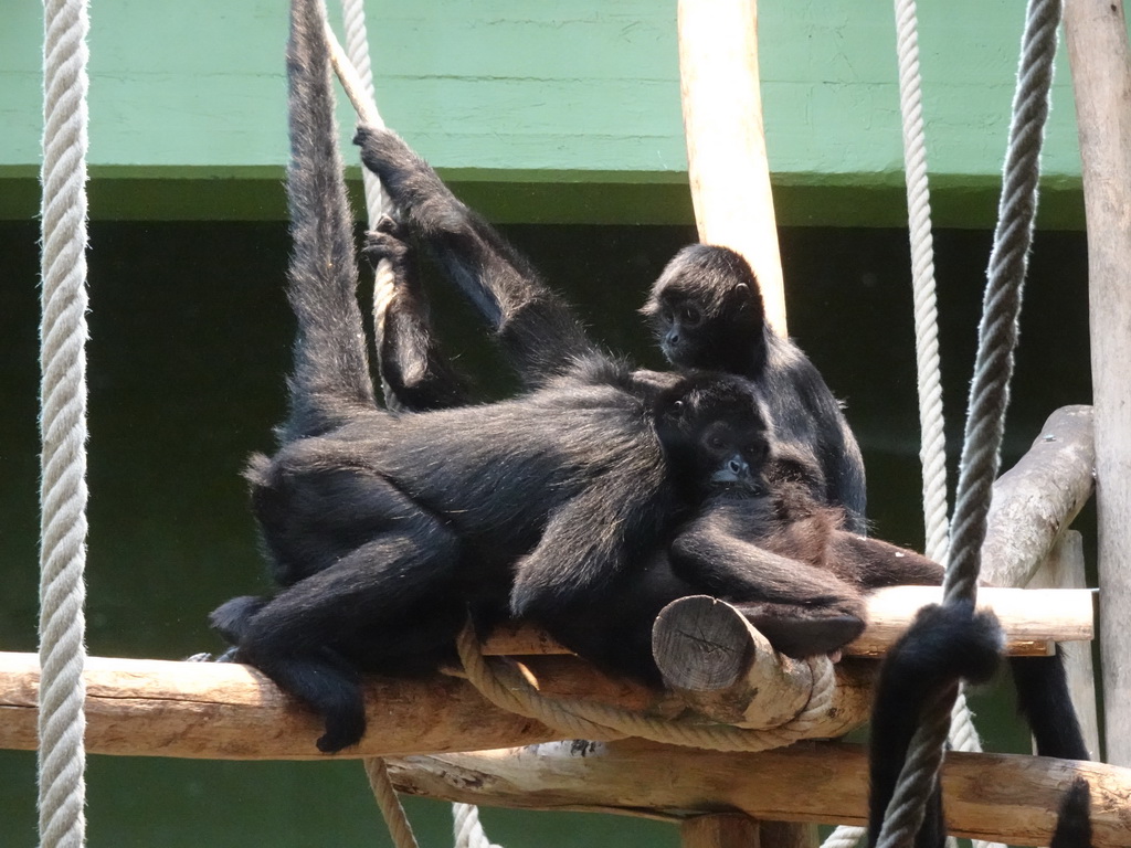 Brown-headed Spider Monkeys at the Monkey Building at the Antwerp Zoo