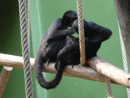 Brown-headed Spider Monkeys at the Monkey Building at the Antwerp Zoo