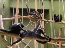 Brown-headed Spider Monkeys at the Monkey Building at the Antwerp Zoo