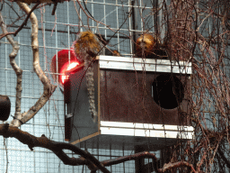 Golden-headed Lion Tamarins at the Monkey Building at the Antwerp Zoo