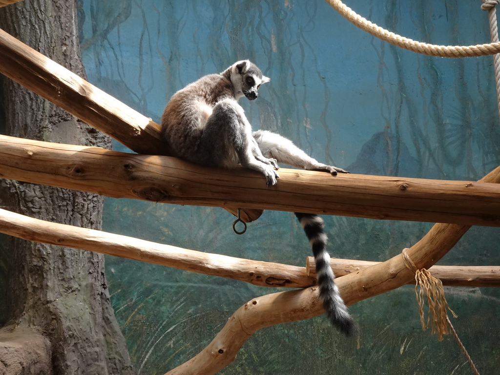 Ring-tailed Lemur at the Monkey Building at the Antwerp Zoo