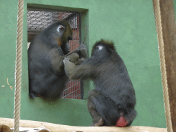 Mandrills at the Monkey Building at the Antwerp Zoo