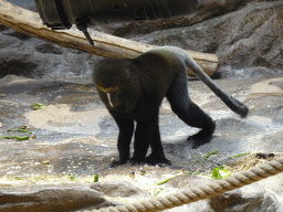 Owl-faced Monkey at the Monkey Building at the Antwerp Zoo