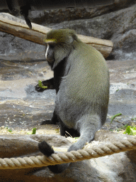 Owl-faced Monkey at the Monkey Building at the Antwerp Zoo