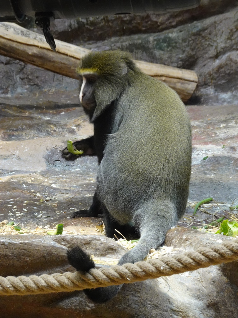 Owl-faced Monkey at the Monkey Building at the Antwerp Zoo