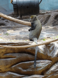 Owl-faced Monkey at the Monkey Building at the Antwerp Zoo