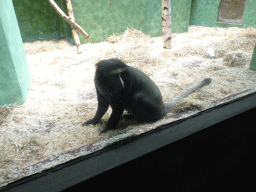 antwerp_12_037 - 347 kb - 1024x768 - Owl-faced Monkey at the Monkey Building at the Antwerp Zoo Owl-faced Monkey at the Monkey Building at the Antwerp Zoo