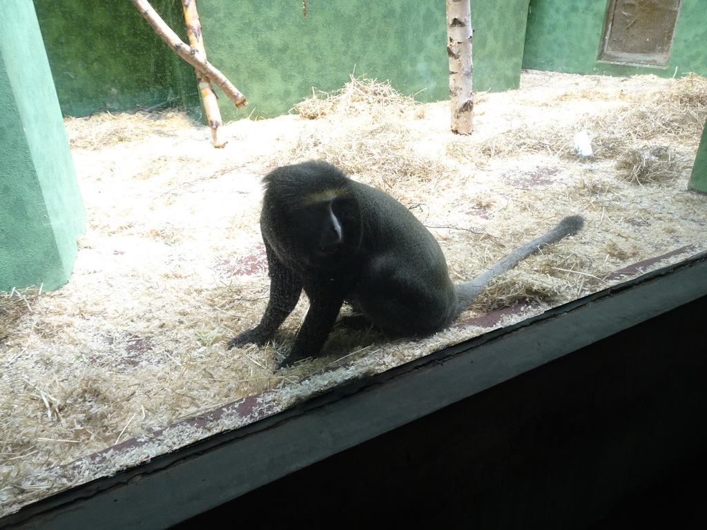 Owl-faced Monkey at the Monkey Building at the Antwerp Zoo