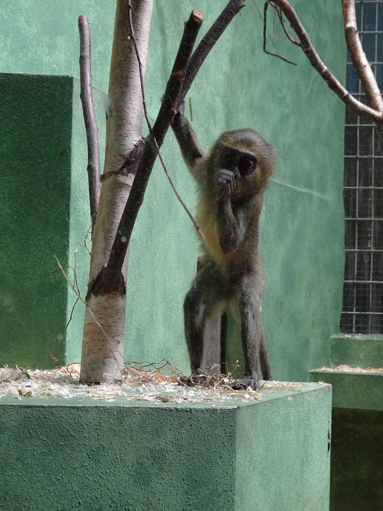 Young Owl-faced Monkey at the Monkey Building at the Antwerp Zoo