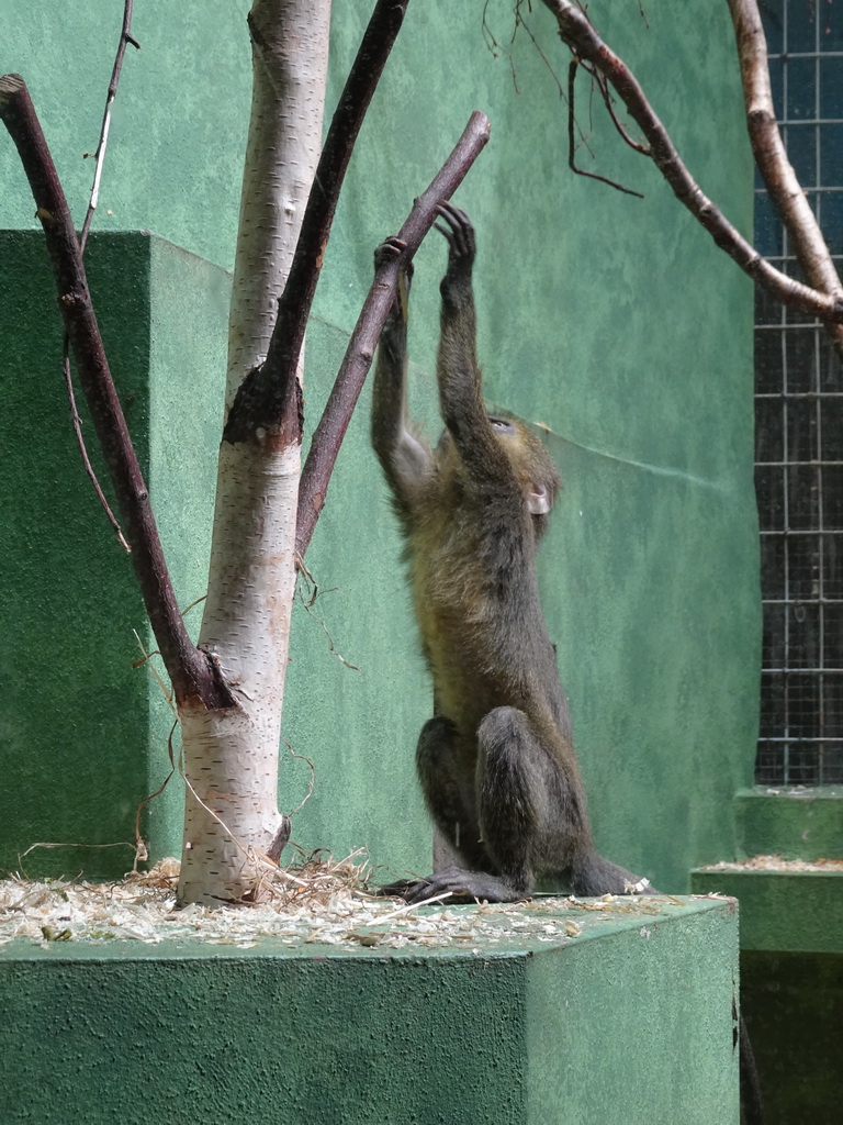 Young Owl-faced Monkey at the Monkey Building at the Antwerp Zoo