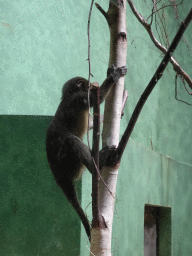 Young Owl-faced Monkey at the Monkey Building at the Antwerp Zoo