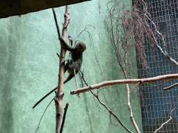 Young Owl-faced Monkey at the Monkey Building at the Antwerp Zoo