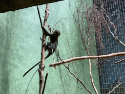 antwerp_12_041 - 470 kb - 1024x768 - Young Owl-faced Monkey at the Monkey Building at the Antwerp Zoo Young Owl-faced Monkey at the Monkey Building at the Antwerp Zoo