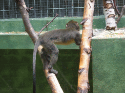 Young Owl-faced Monkey at the Monkey Building at the Antwerp Zoo