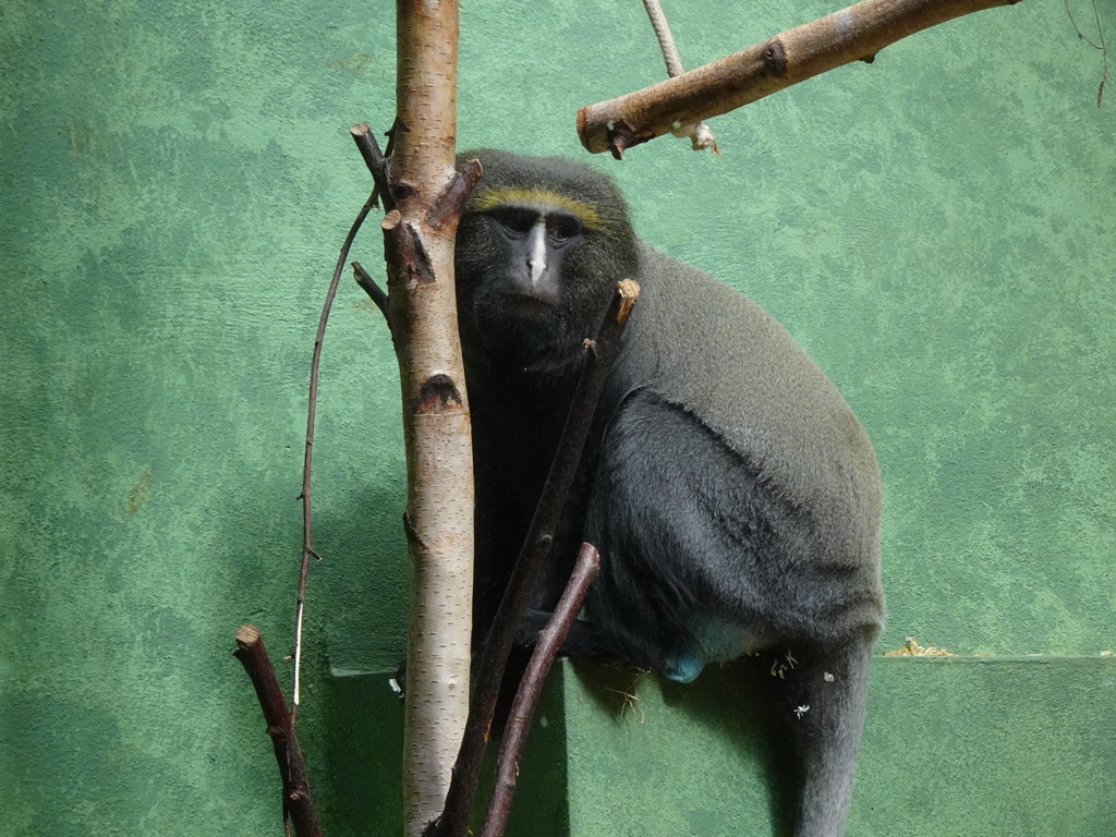 Owl-faced Monkey at the Monkey Building at the Antwerp Zoo