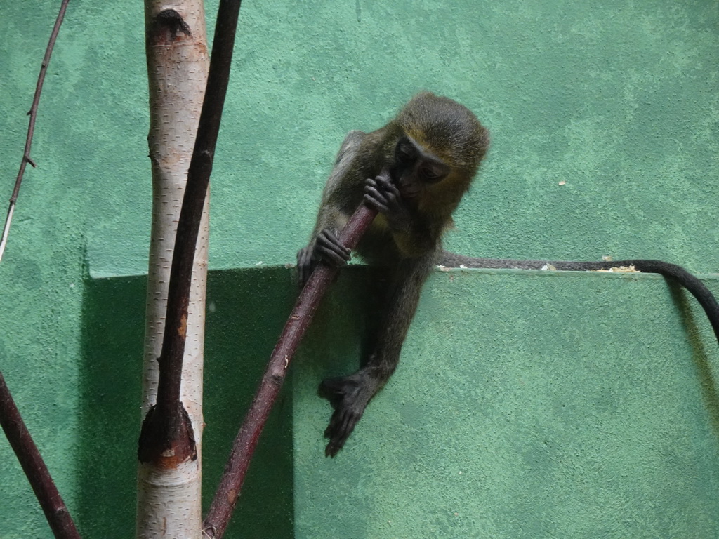 Young Owl-faced Monkey at the Monkey Building at the Antwerp Zoo