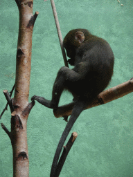 antwerp_12_045 - 332 kb - 768x1024 - Young Owl-faced Monkey at the Monkey Building at the Antwerp Zoo Young Owl-faced Monkey at the Monkey Building at the Antwerp Zoo